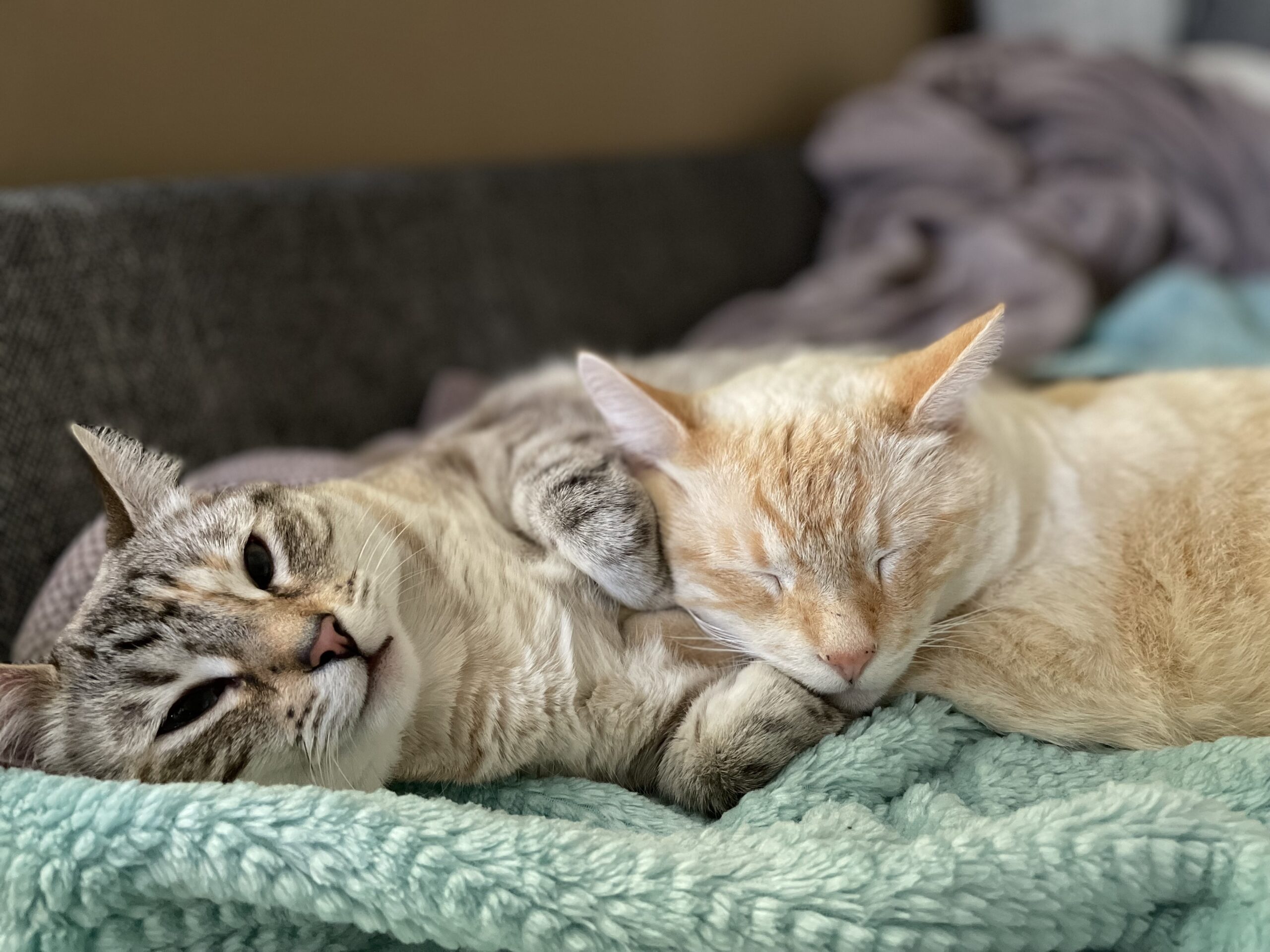 Two cats napping together.