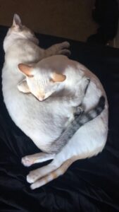 Two cats curled up and laying together