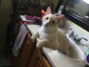 A cat sitting in a sink.