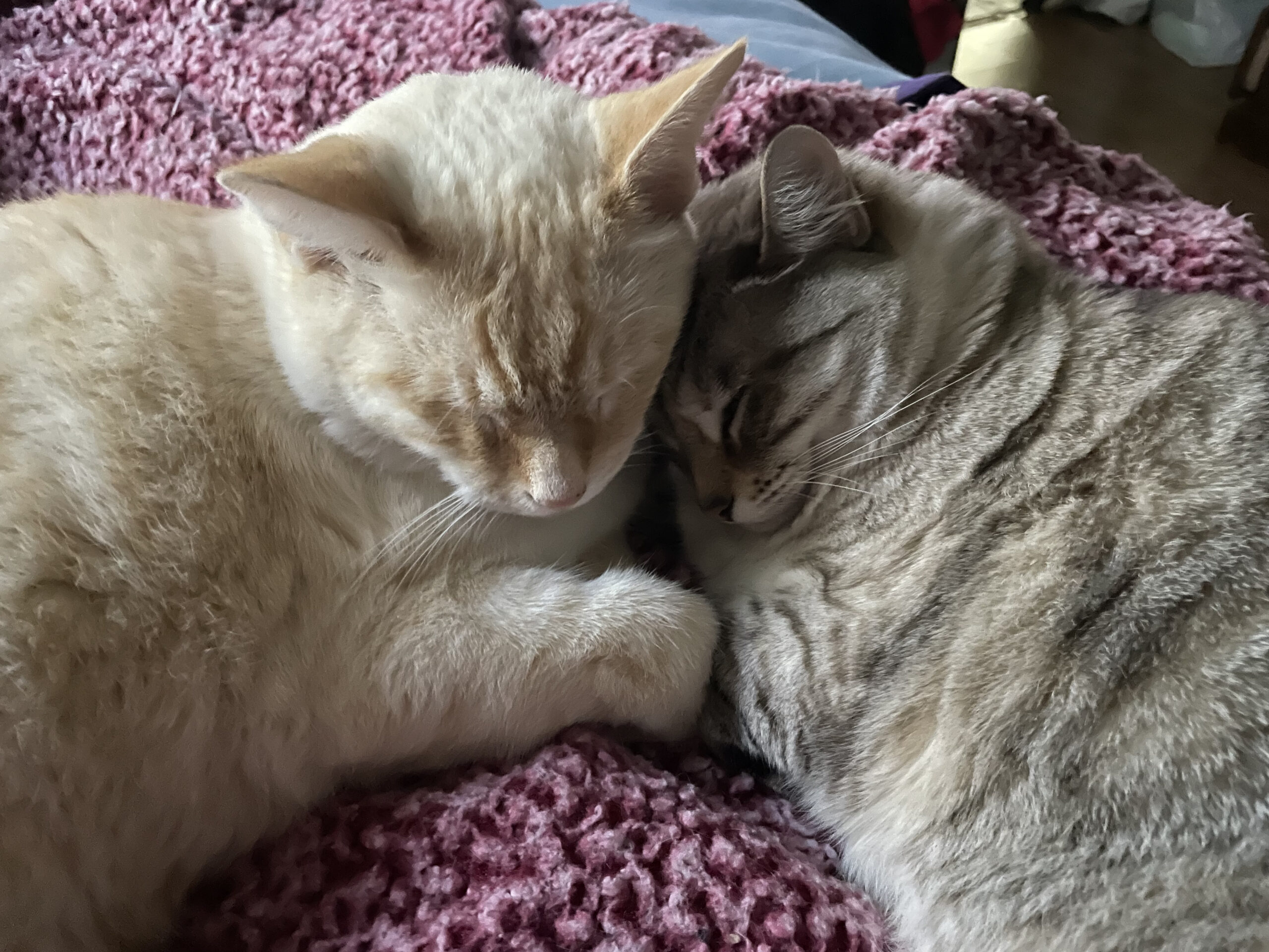 Two cats napping together.