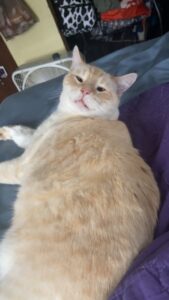 A cat looking back at the camera while laying down