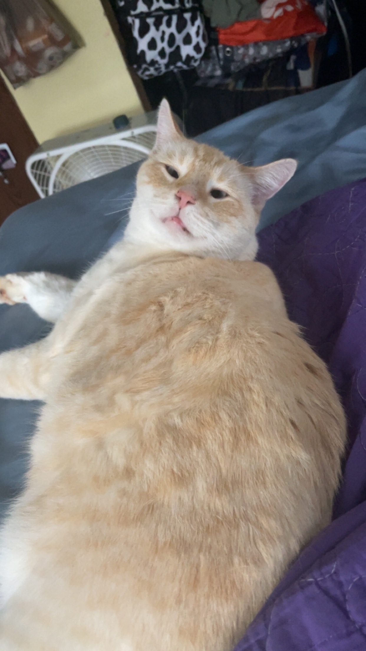 A cat looking back at the camera while laying down