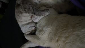 Two cats napping together with their faces pressed against one another.