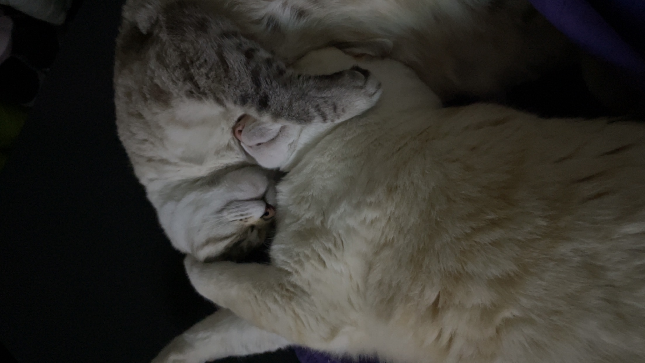 Two cats napping together with their faces pressed against one another.