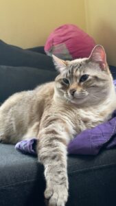 Can laying on a couch.