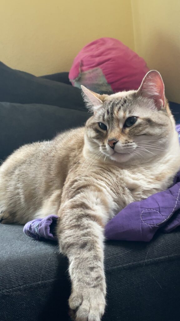 Can laying on a couch.