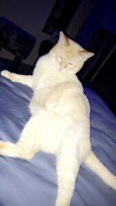 A cat posed on its side.