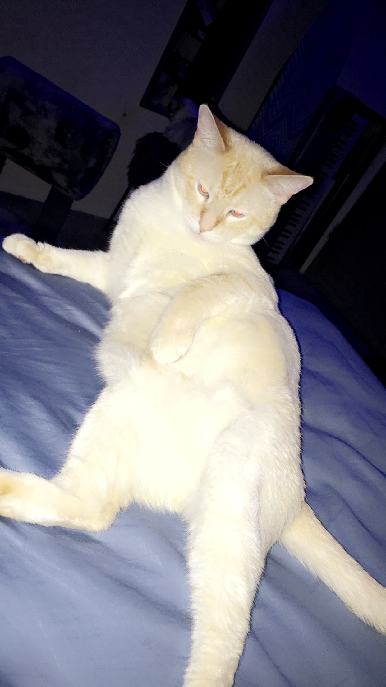 A cat posed on its side.