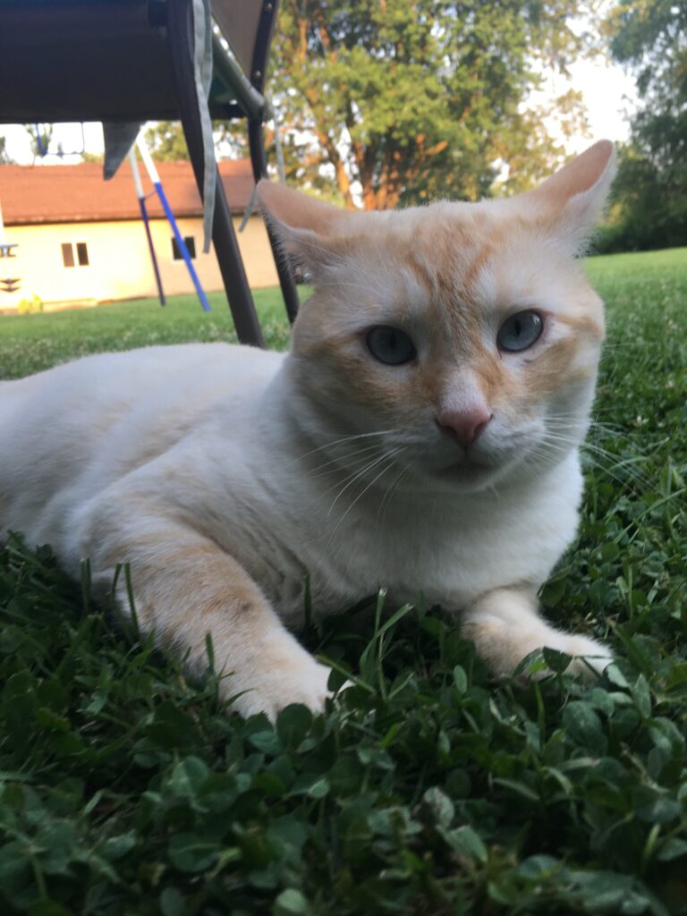 A cat laying in the grass.