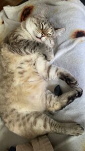 A cat curled up on its side sleeping.