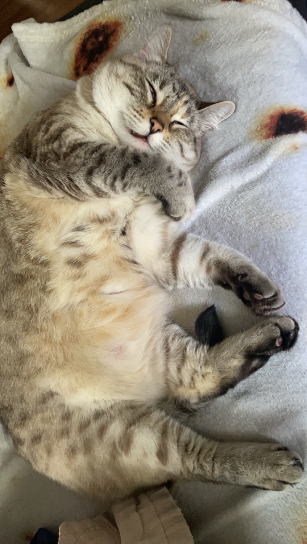 A cat curled up on its side sleeping.