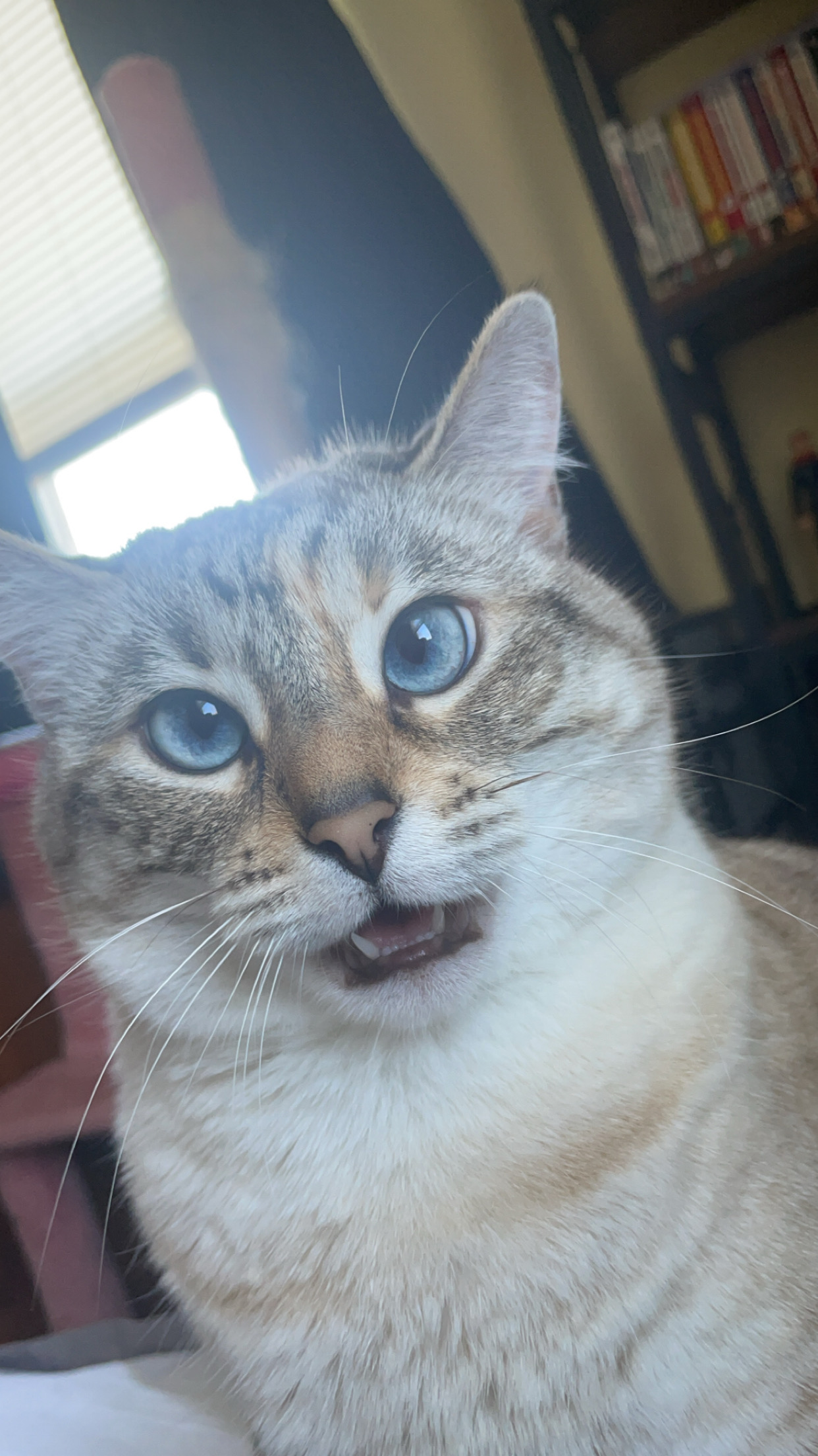 A cat staring into the camera with its mouth open.
