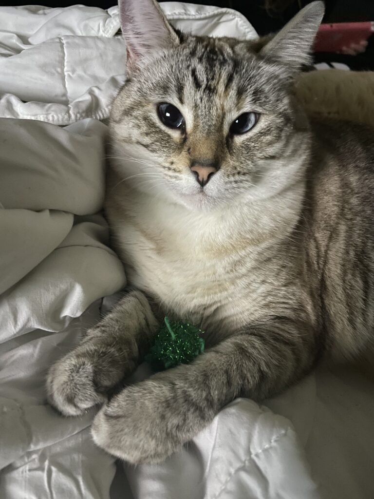 A cat laying down with a green ball. 